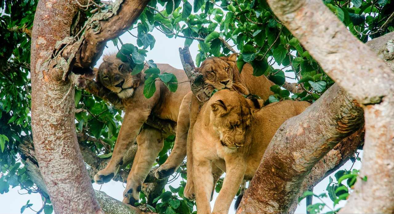 Tree Climbing Lions Ishasha Uganda