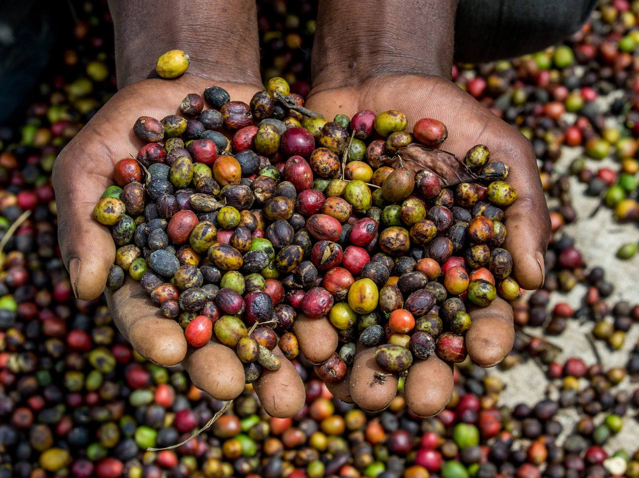 Coffee beans at Arusha Coffee Lodge