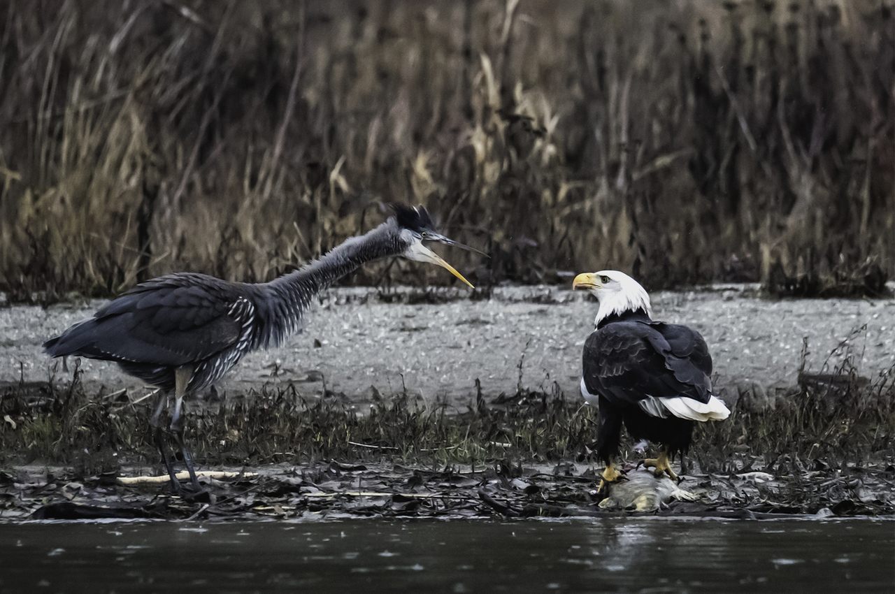 Confrontation between a heron and an eagle over lunch