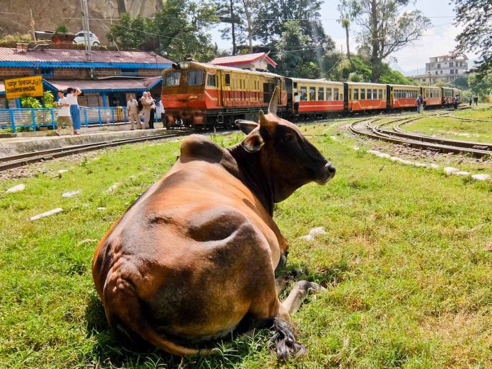 Cow at Station Cow at Station