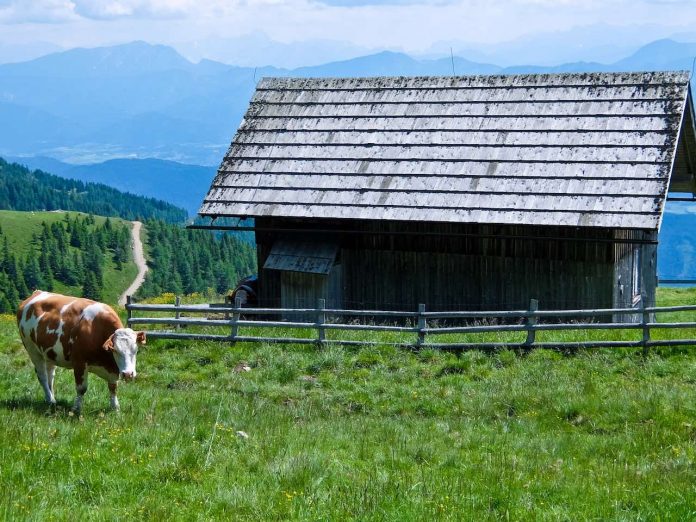 Cow on the Alpe Adria Trail Cow on the Alpe Adria Trail