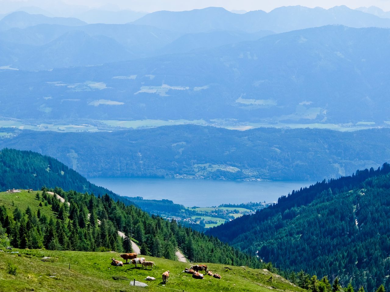 Cows above lake