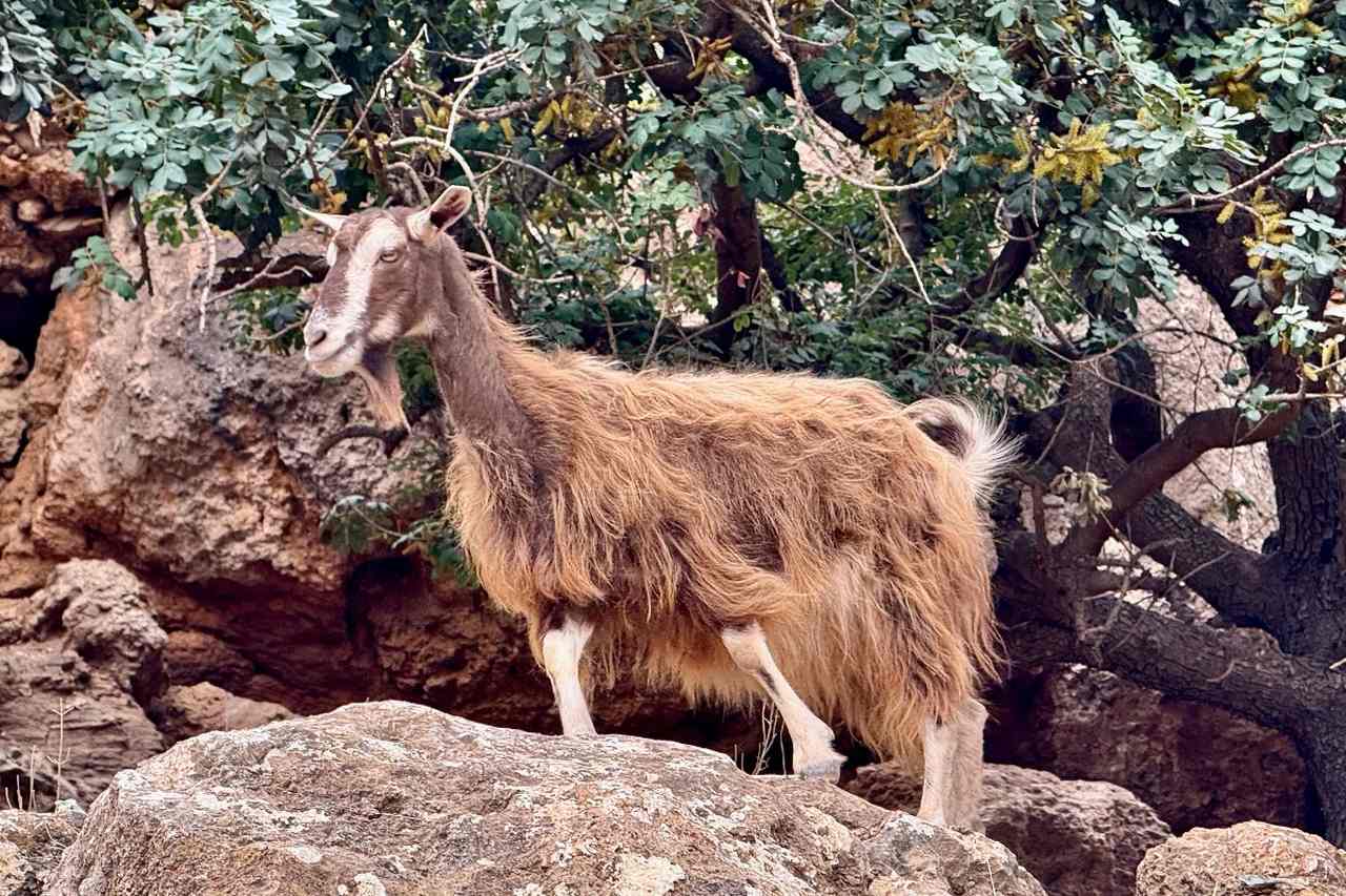 Curious Goats on the Path from Ravdoucha to Nopigia on Crete