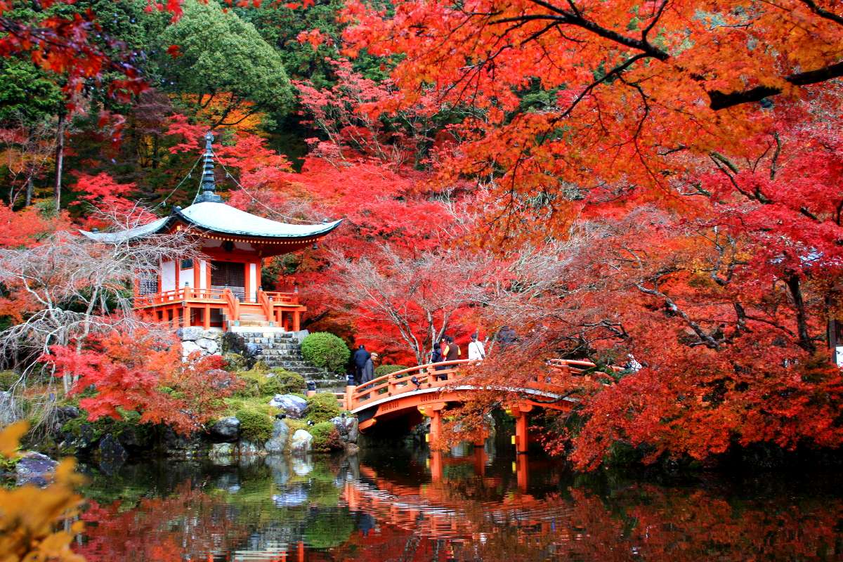 The Momiji Gari Red Leaf Hunting In Kyoto