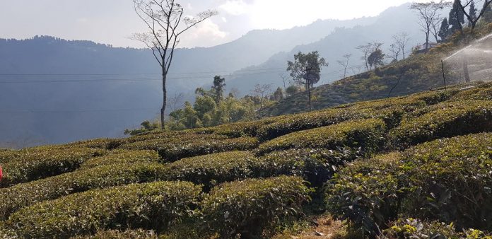 Darjeeling Tea Plantation Darjeeling Tea Plantation
