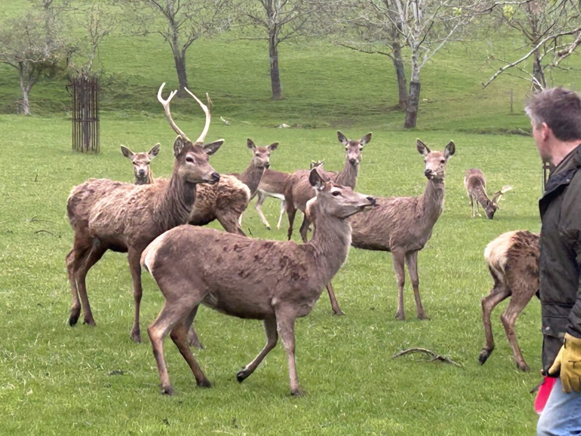 The herd at Deer Park vineyard
