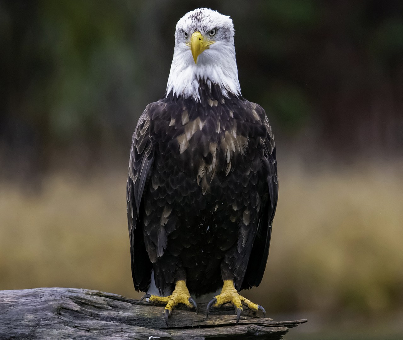 Eagle Pose