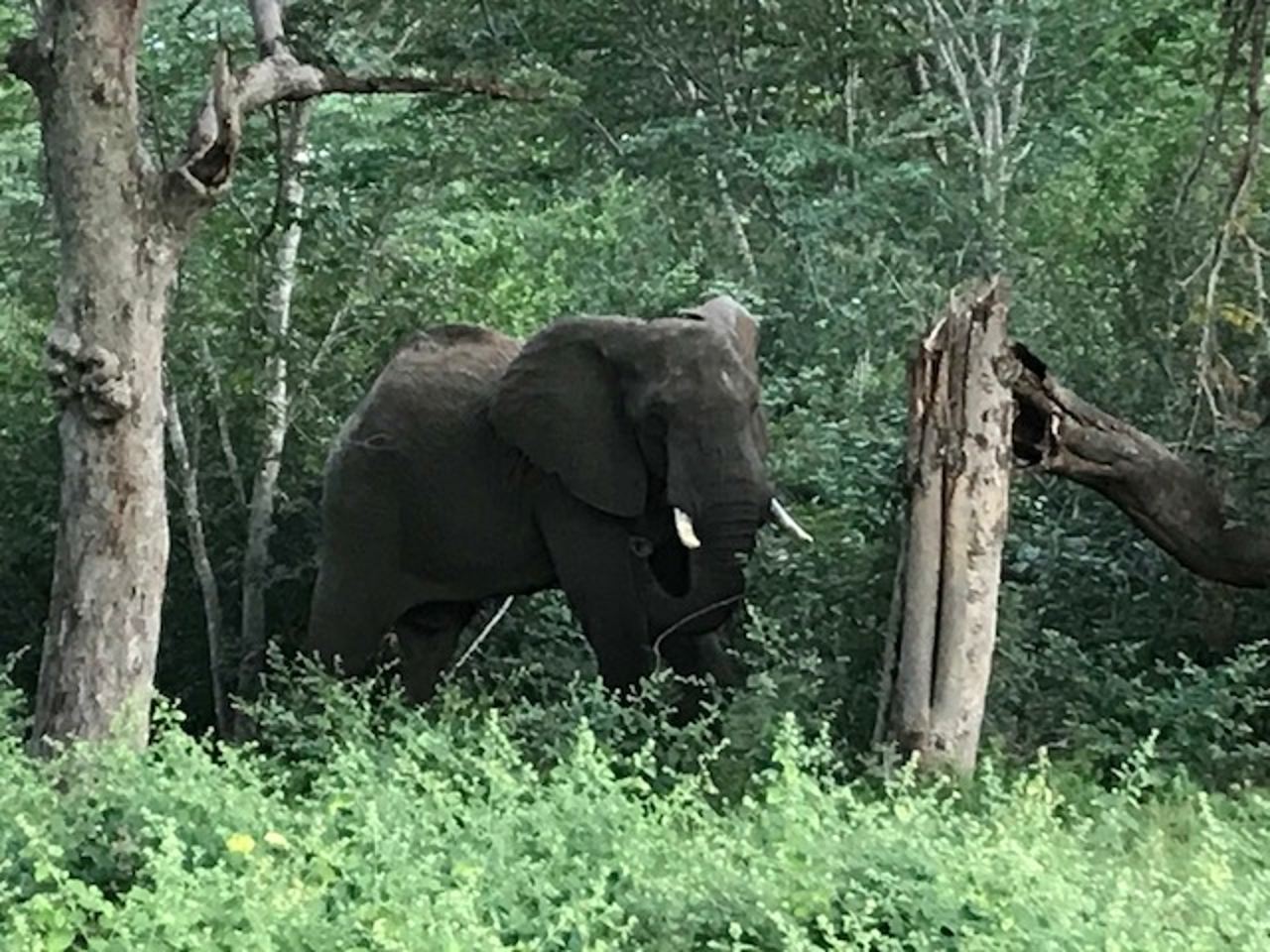 Elephant by roadside, Matobo National Park, Zimbabwe