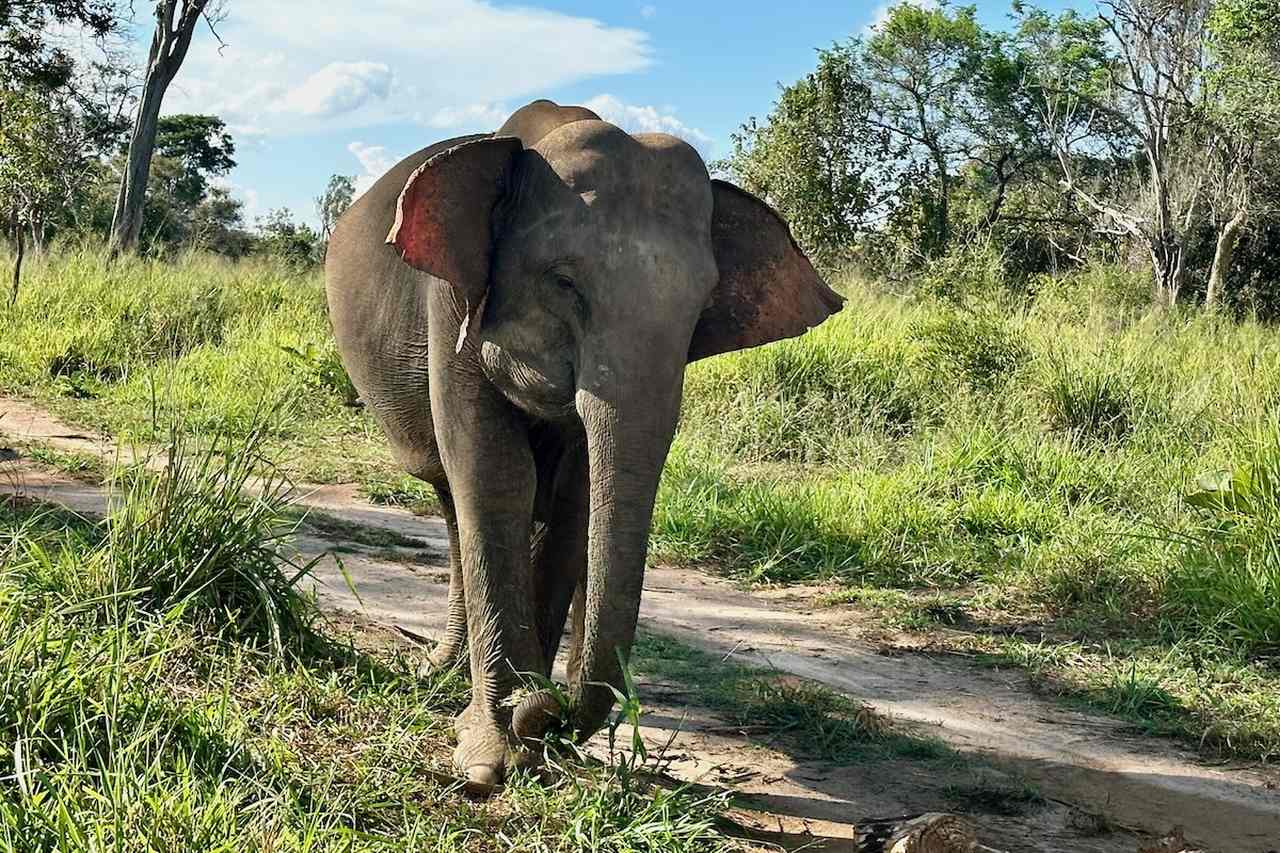 Elephant in the Eco Park, Sigiriya in Sri Lanka