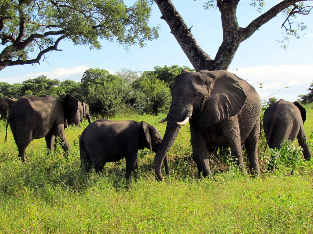 Elephants, Djuma Game Reserve, Kruger National Park, South Africa