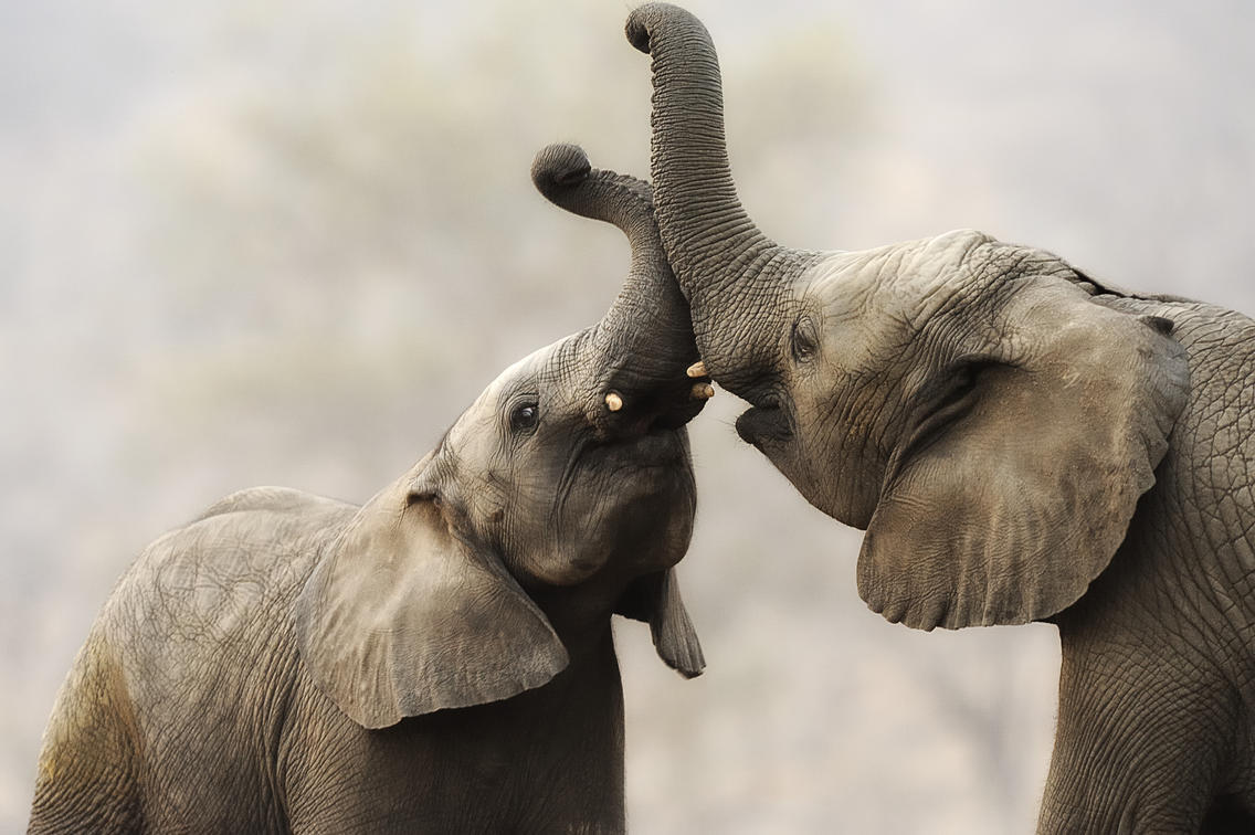 Elephants at Camp Jabulani