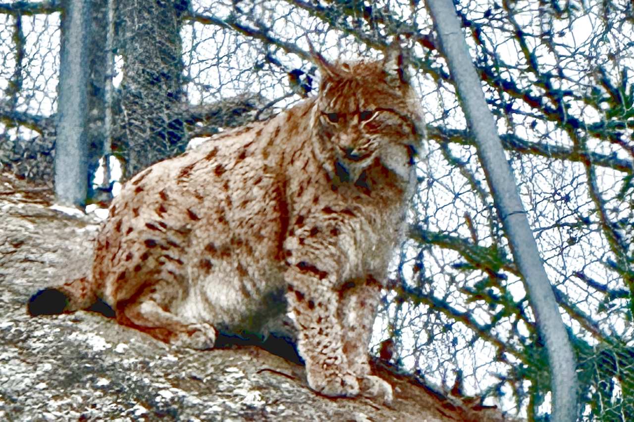 Eurasian Lynx at Zoo des Marécottes