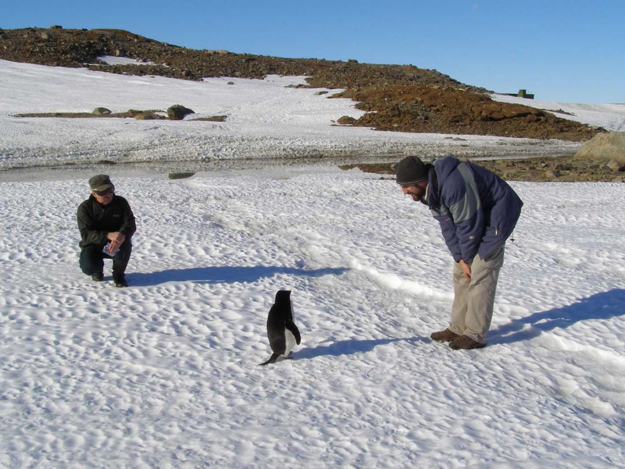 Eye to eye with a penguin in Antartica