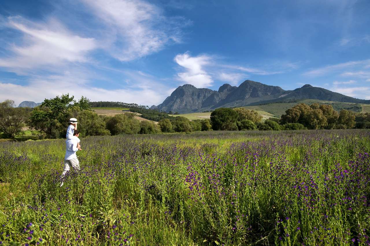 Fields at Babylonstoren