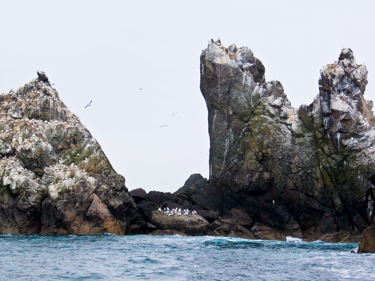 Gannet Rocks Alderney
