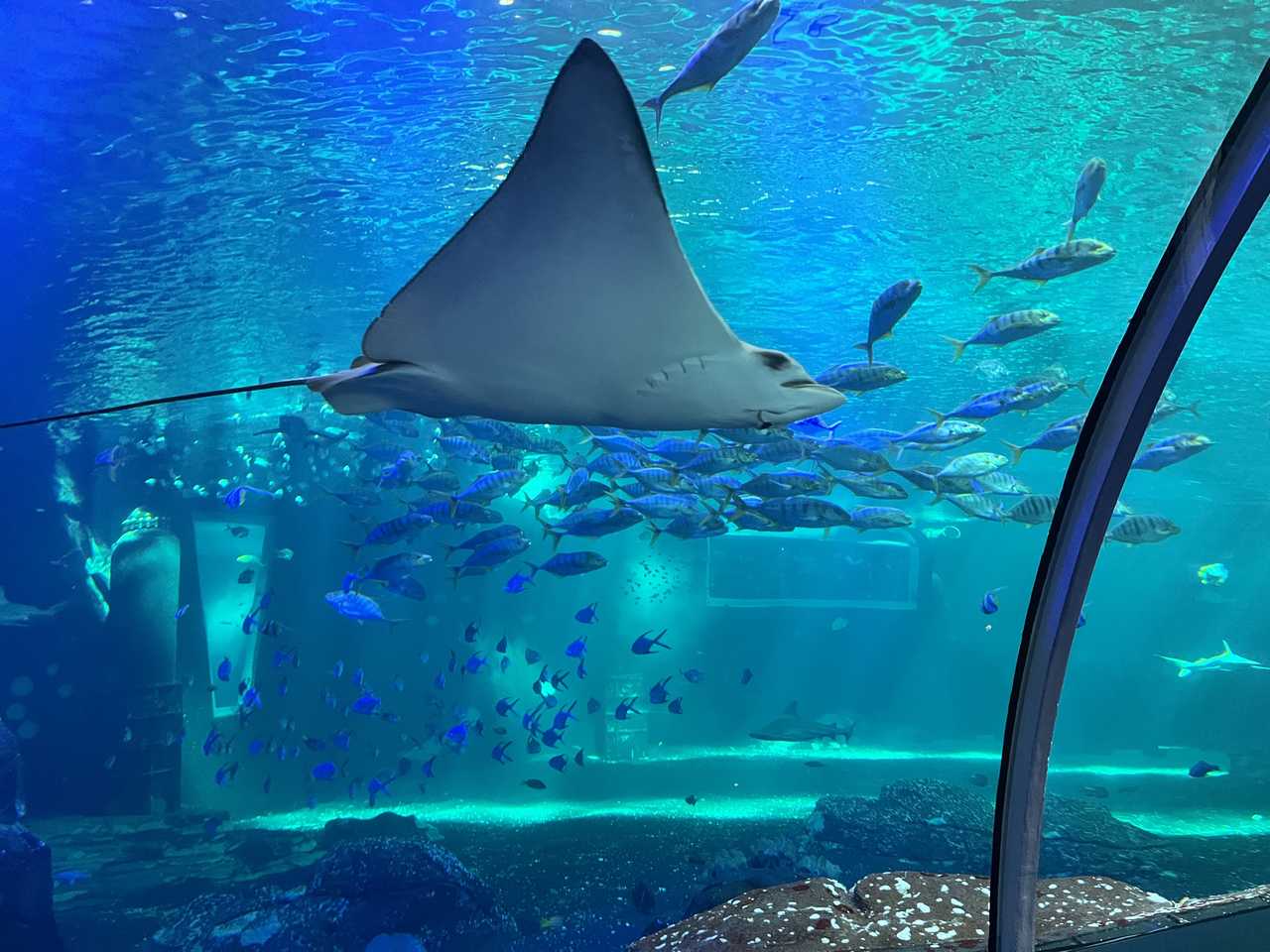 Giant manta ray, Nausicaa