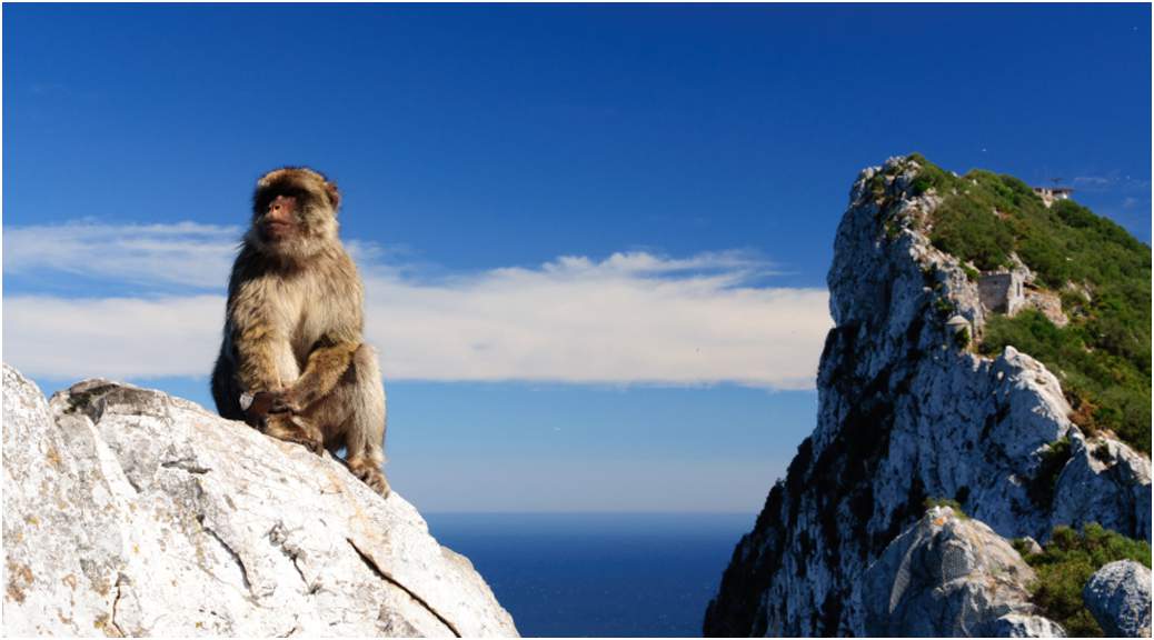 Gibraltar monkey