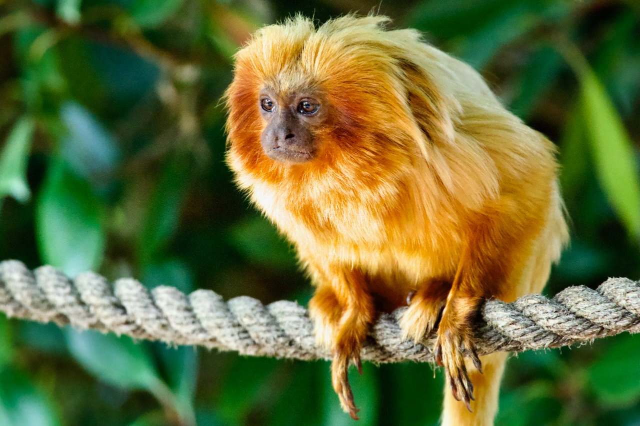 Golden Lion Tamarin at Yorkshire Wildlife Park