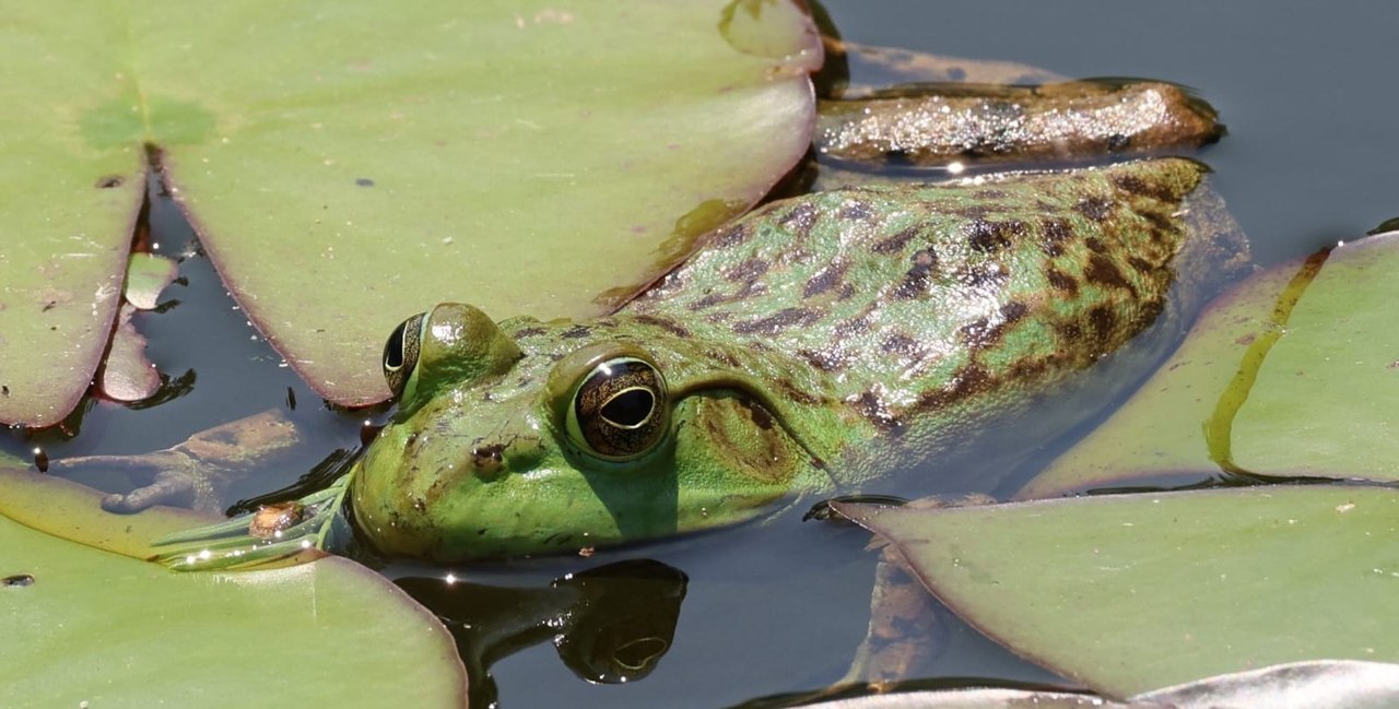 American bull frog, Dupage, Illinois