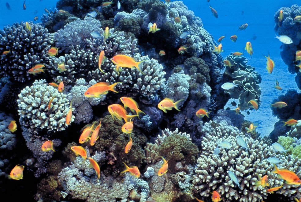 Coral reef in the Gulf of Eilat