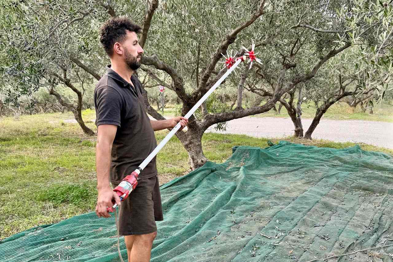 Harvesting Olives at Biolea in Crete
