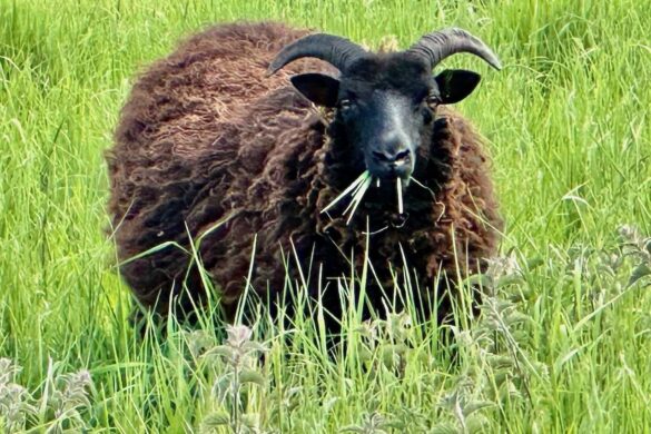 Hebridean Sheep at Houghton Lodge and Gardens