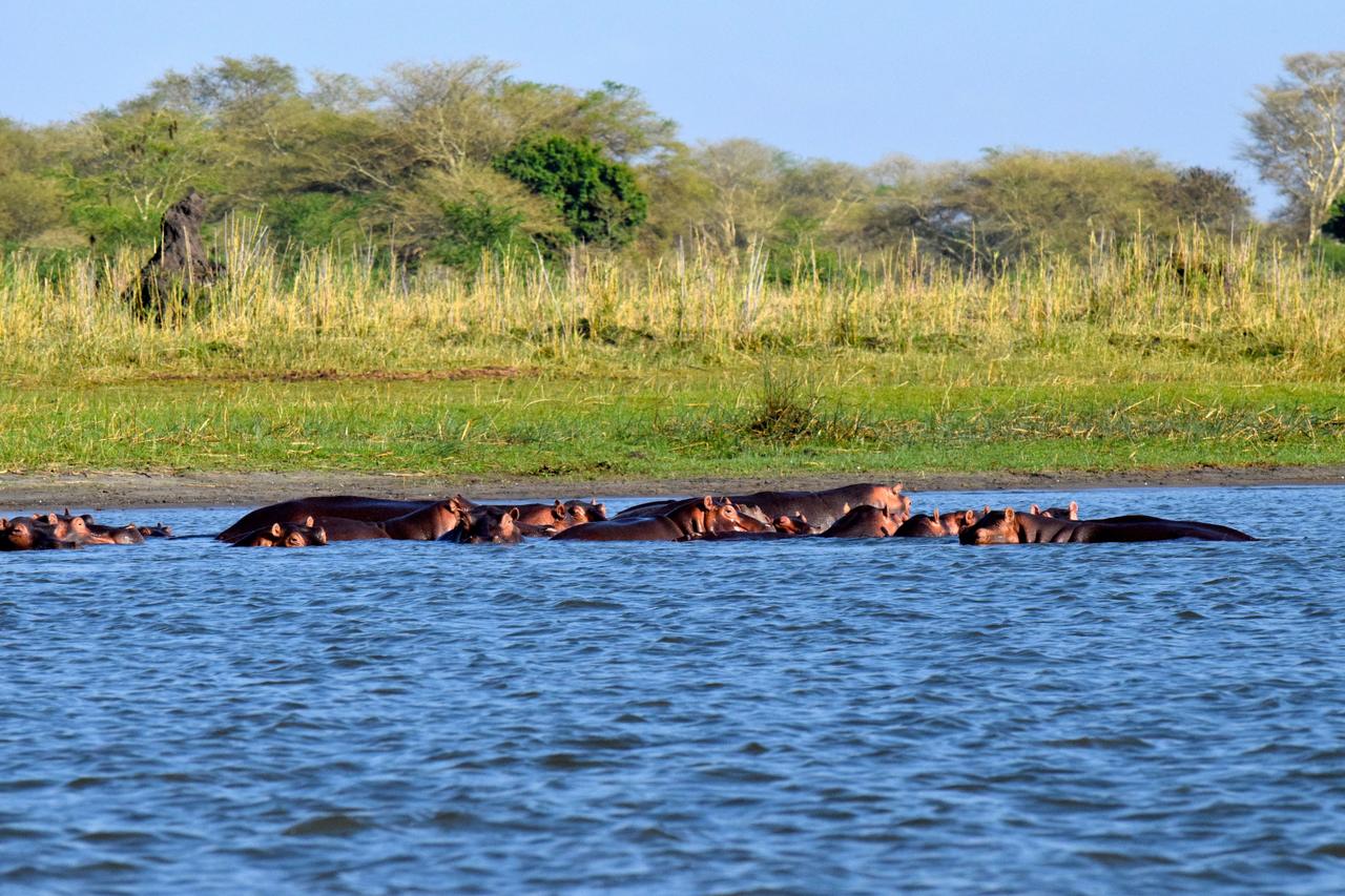 Hippos submerged in lagoon