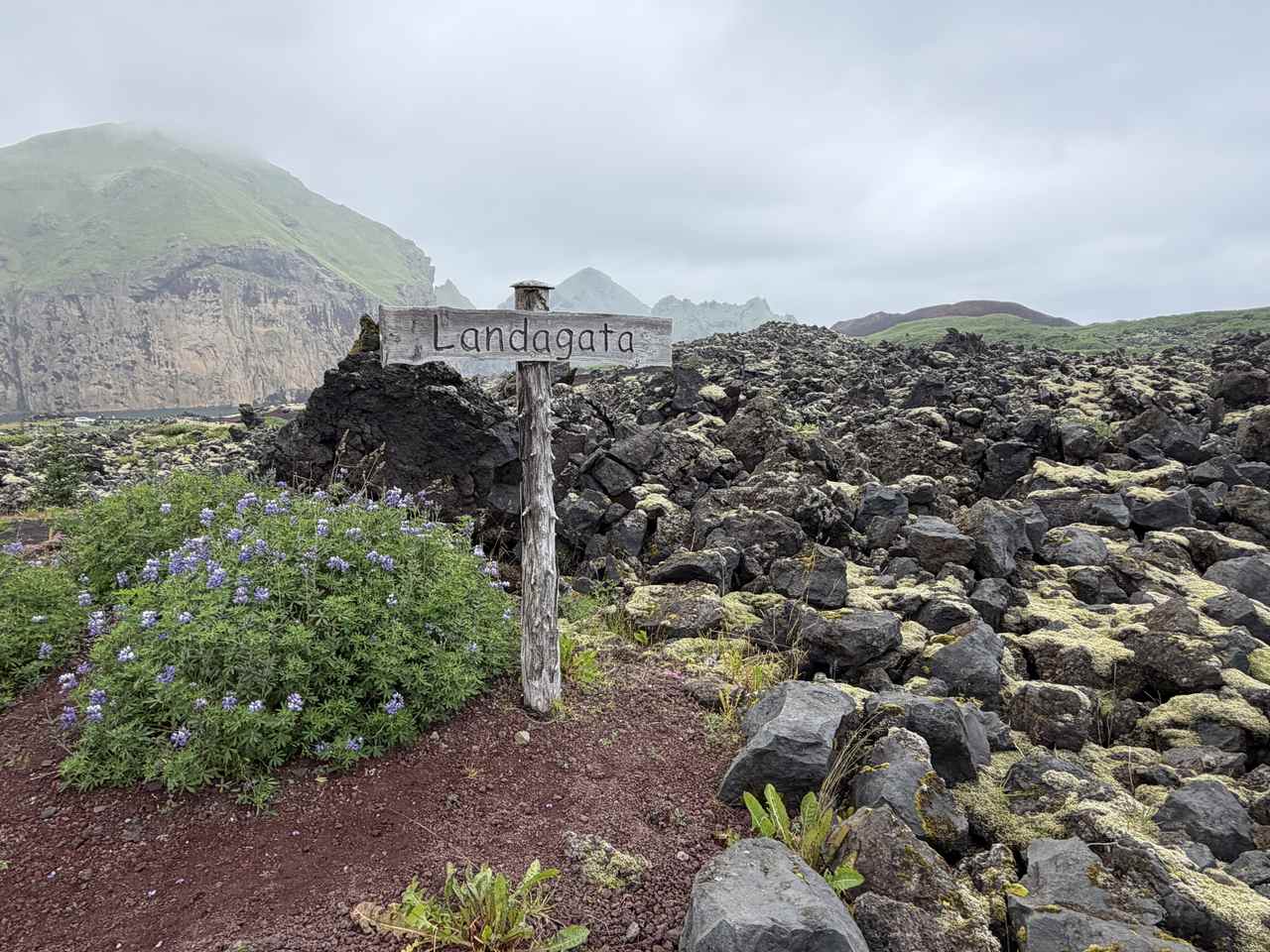 Lava field on Heimaey