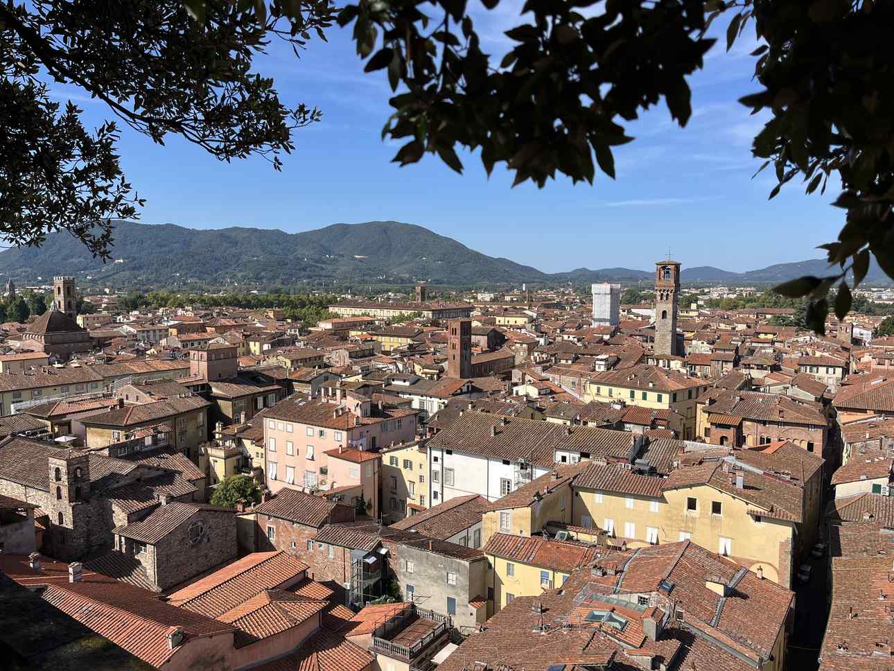 Lucca from the Torre Guinigi