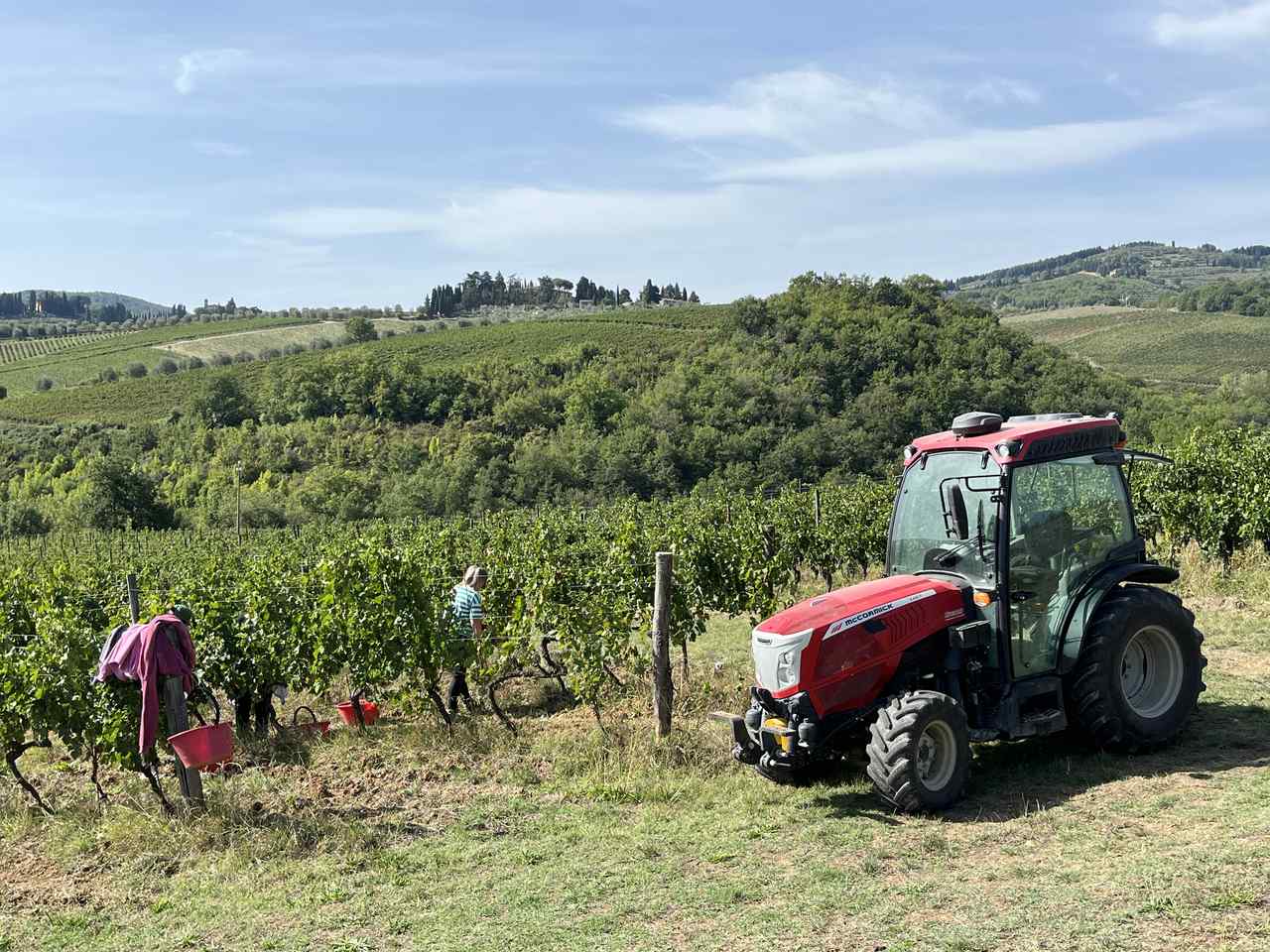 Chianti harvest at Greve