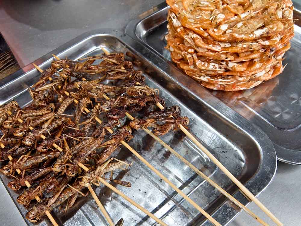 Insects