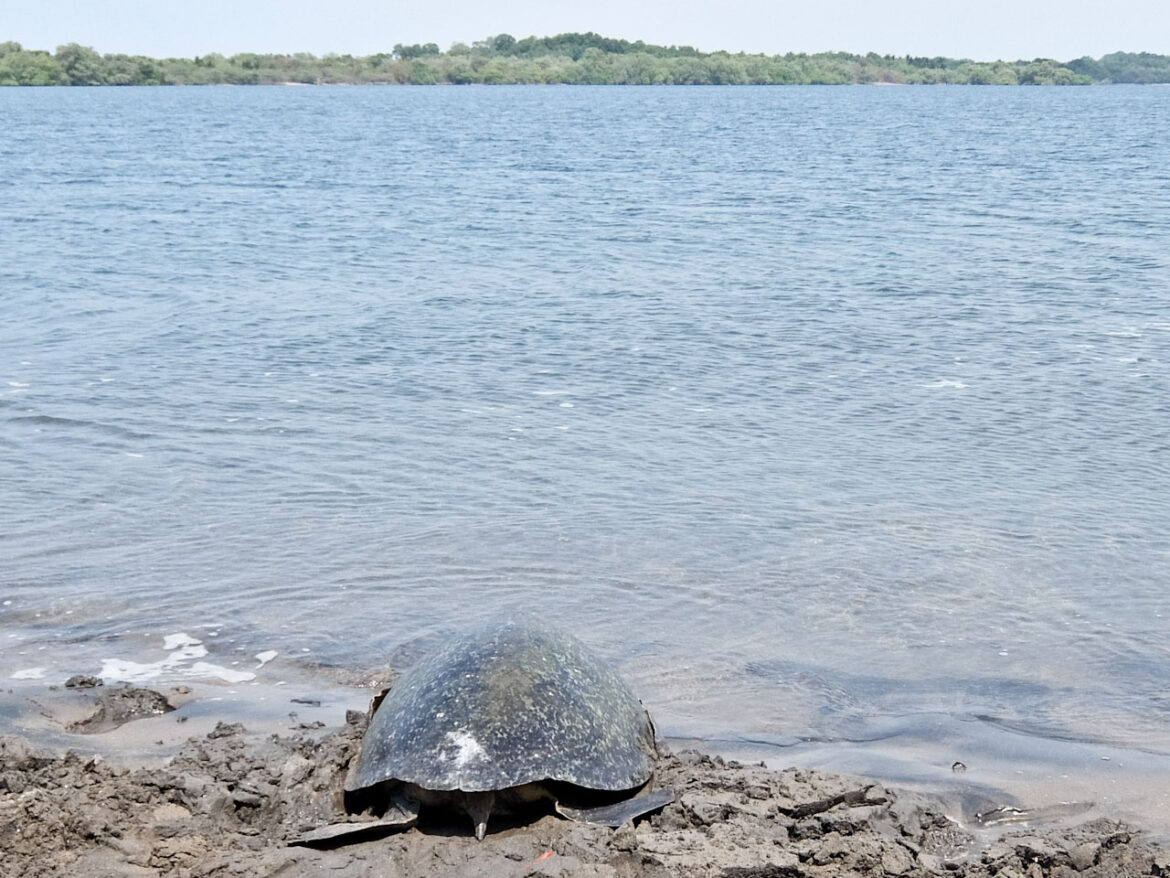 Jiquilisco Bay Turtle into water