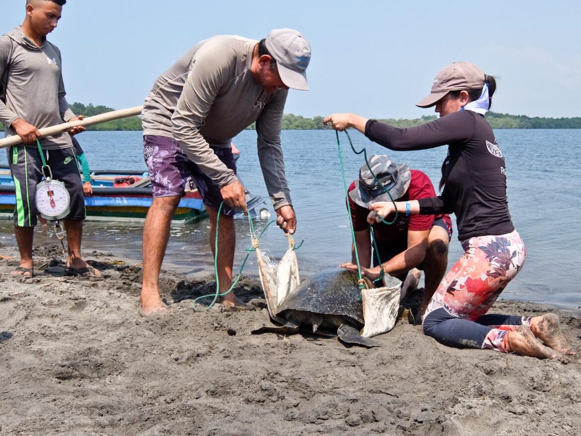 Jiquilisco Bay Weighing Turtle