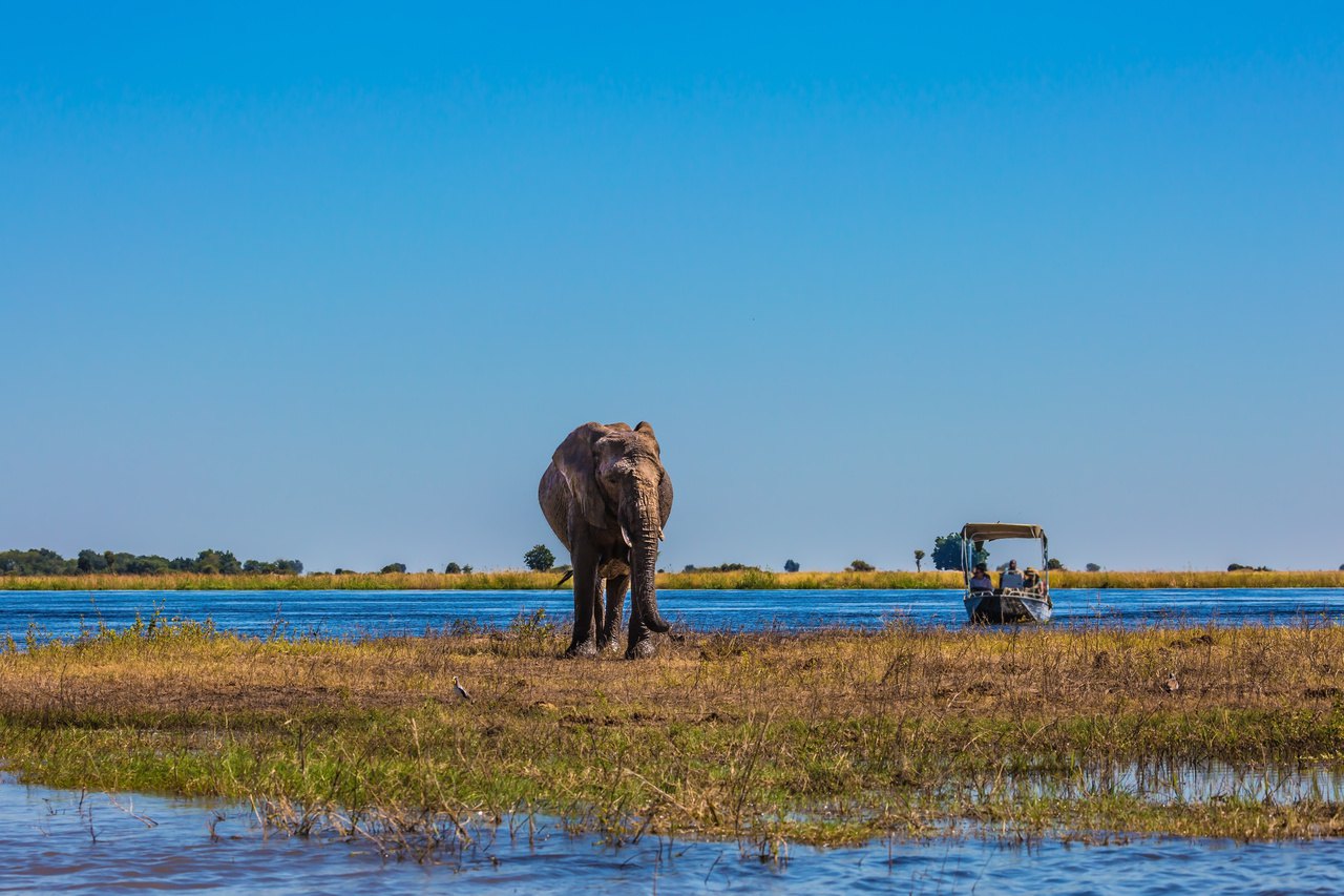 Tourists with boats watching the elephant