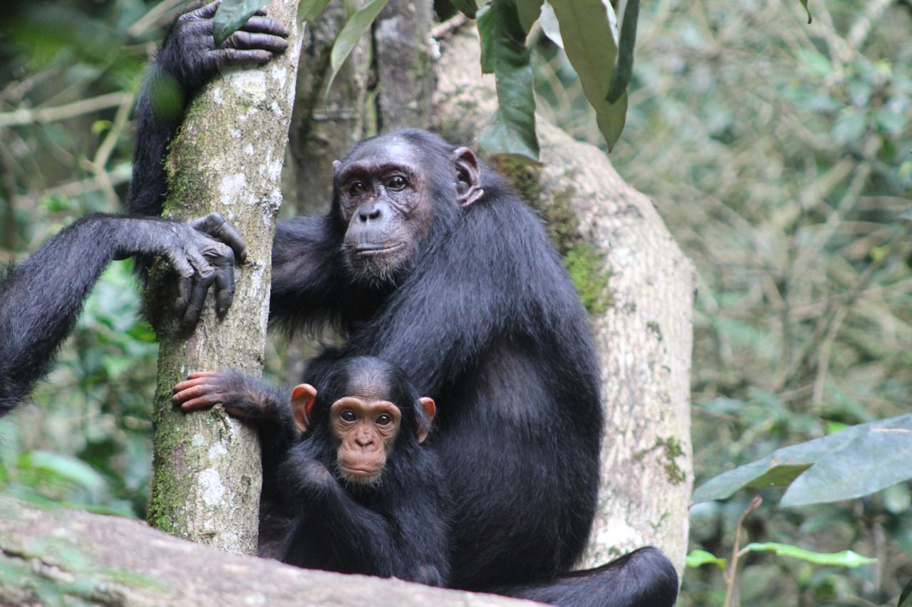 KageraSafaris_Chimpanzee - Kibale National Park, Uganda