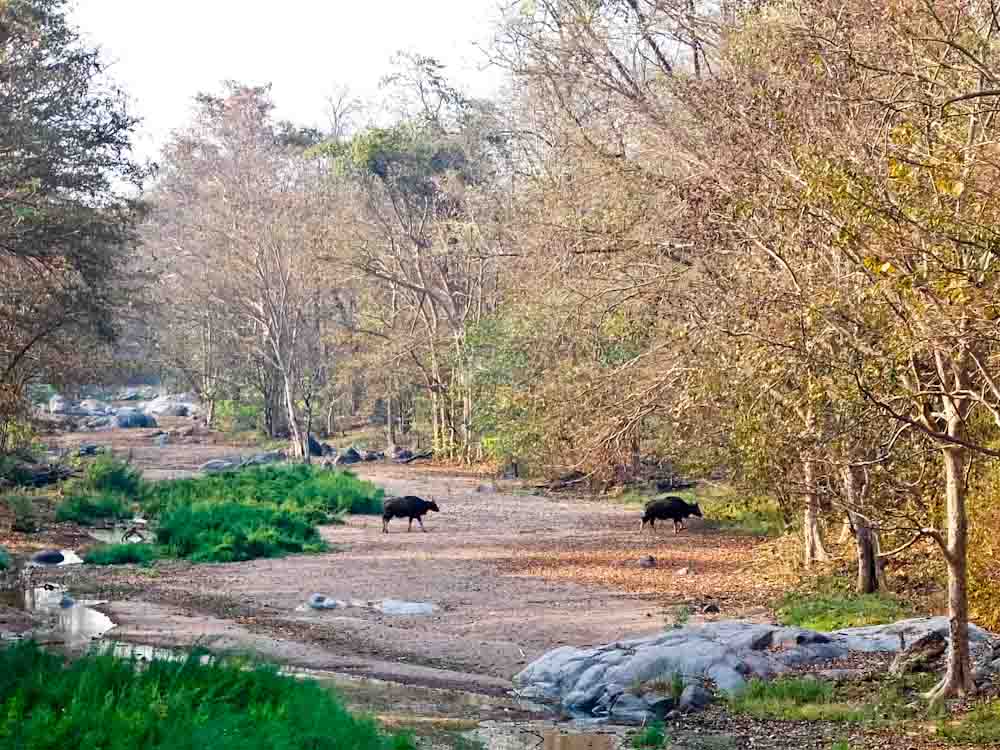 Kawal Tiger Reserve Bison
