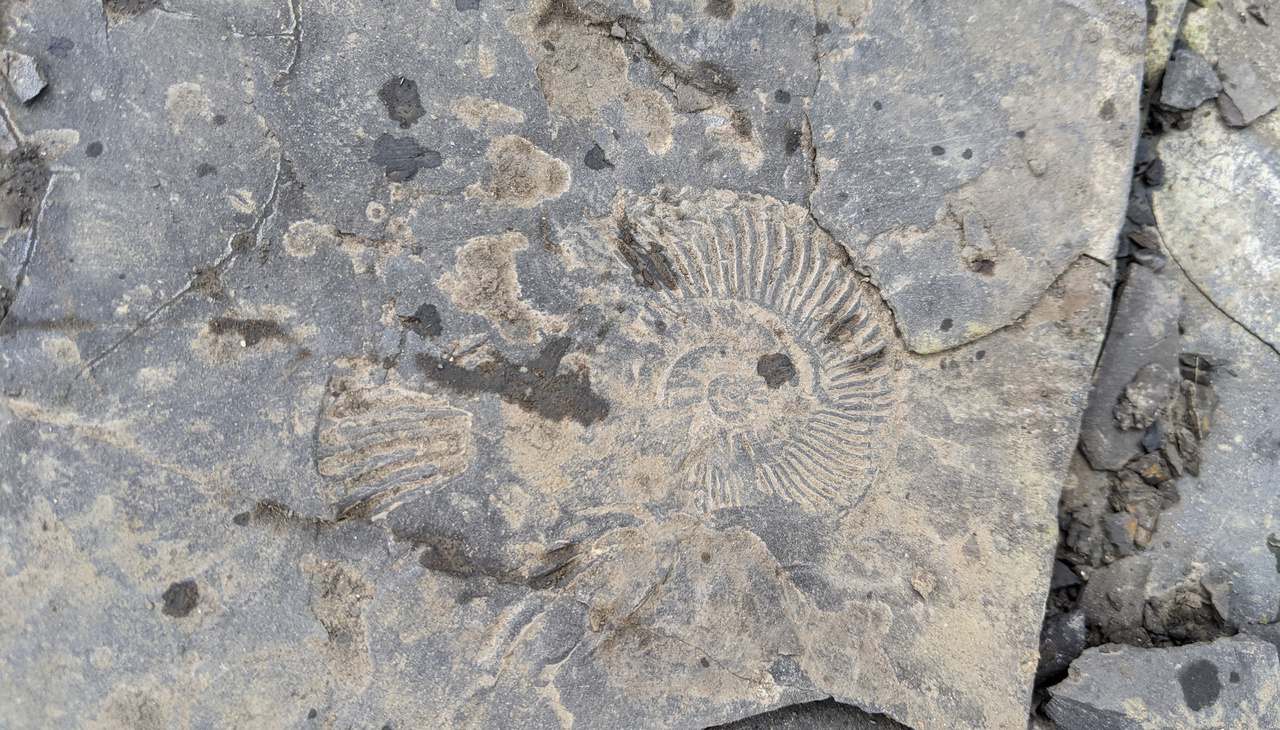 Kimmeridge Fossil