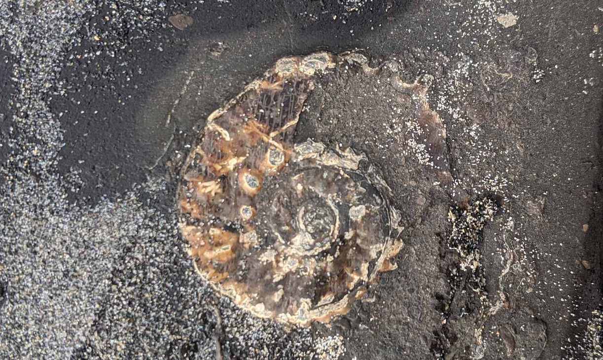 Kimmeridge Fossil 2