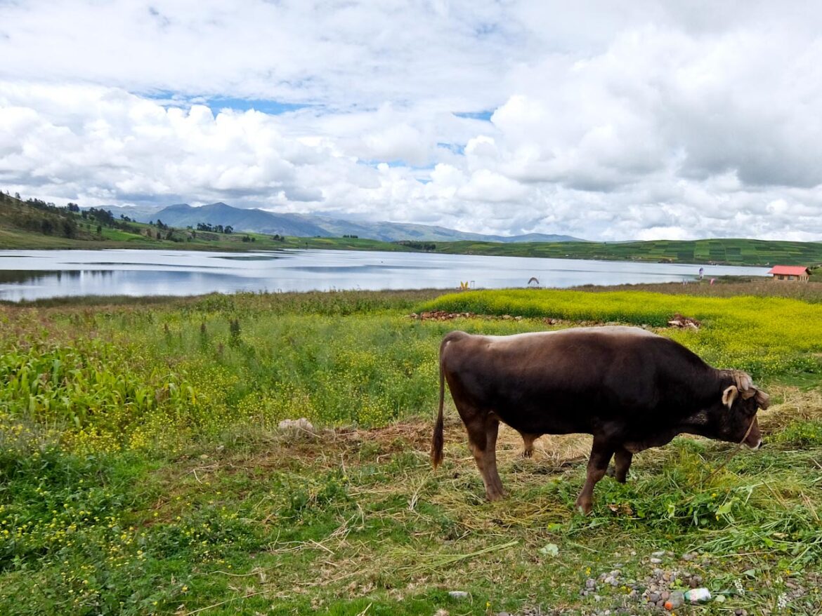 Lake Huaypo Bullock