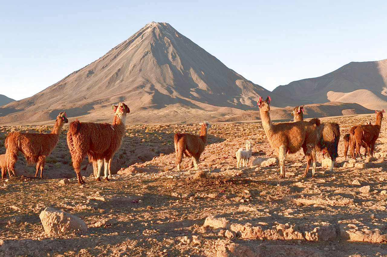 Lamas in front of Lycanbur