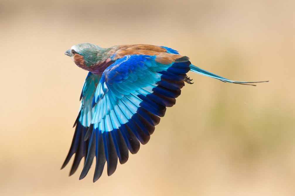 Lilac Breasted Roller by Paul Joynson-Hicks