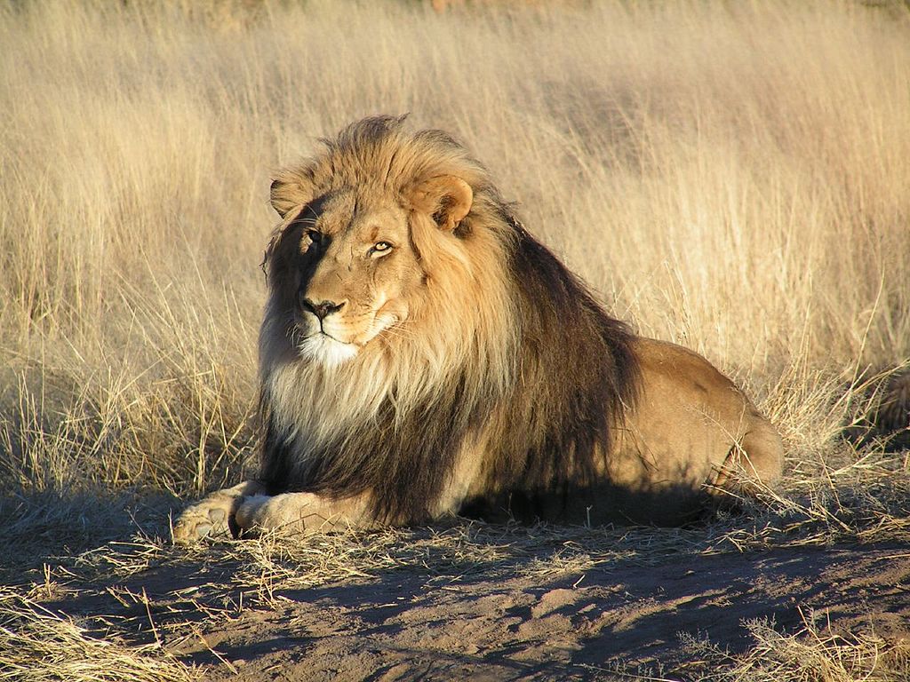 Lion lying down in Namibia