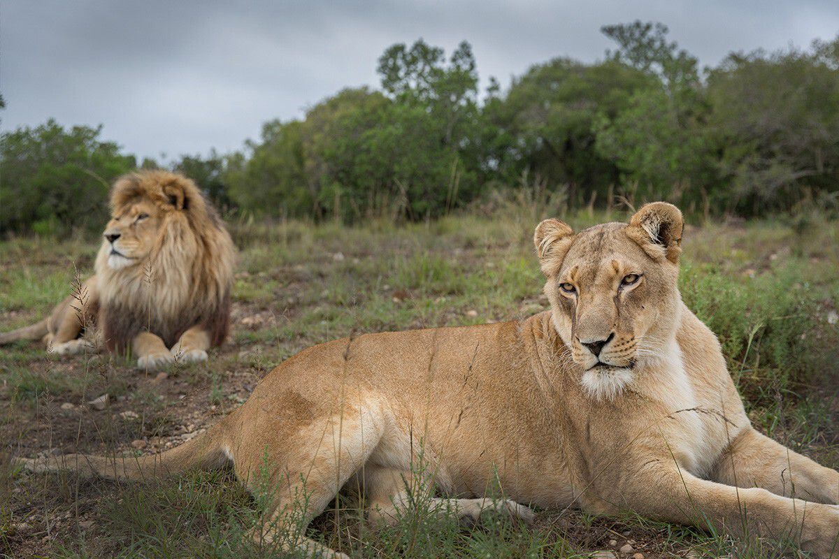 Lions at Born Free Big Cat Sanctuaries, Shamwari