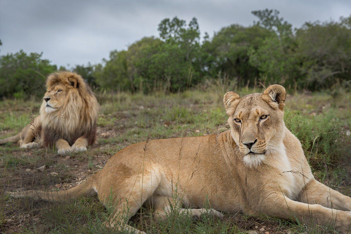 safari of lions