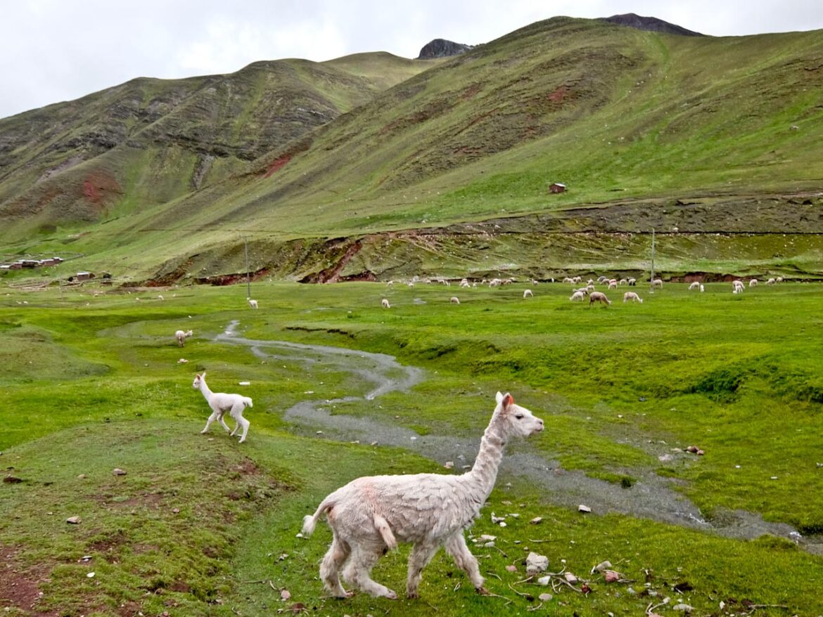 Llama Flock