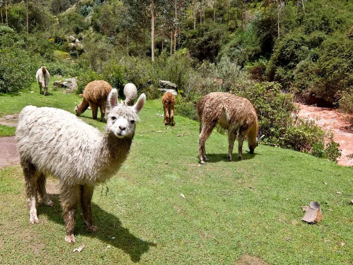Llama and Alpacas