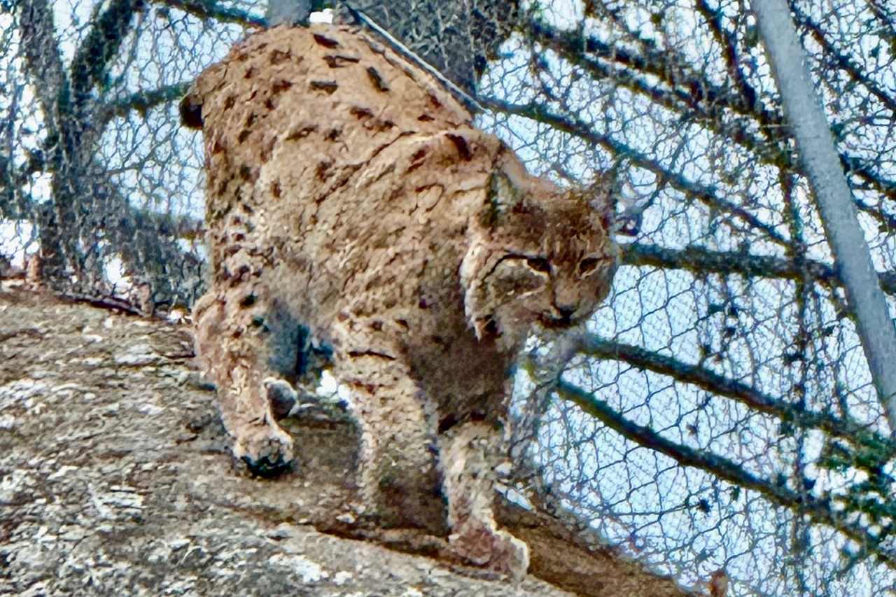 Lynx in Zoo des Marécottes