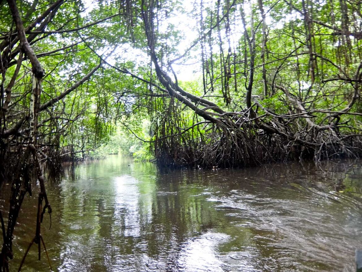 Madu River Mangroves