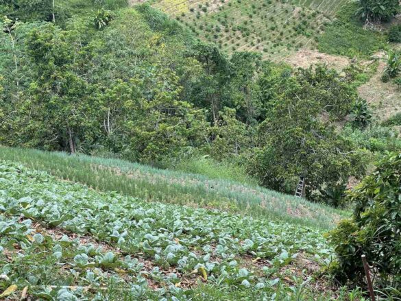 The fertile fields around the M&M Preservatives