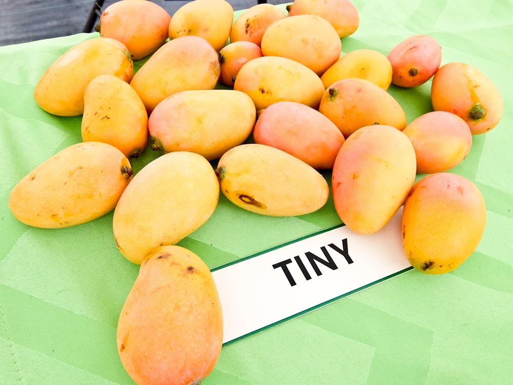 Mangos Tiny
